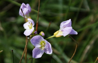 Cuckoo Flower- Hebrides Flowers