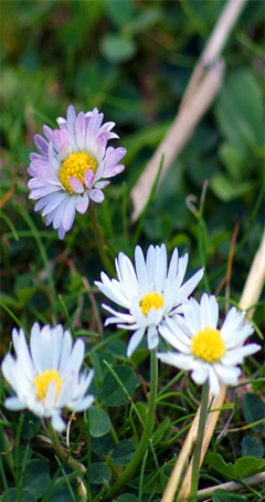 Daisy - Hebrides White Flowers - Yellow wiildflowers - Hebrides