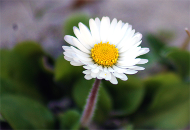 Diasy - Wildflowers of the Hebrides