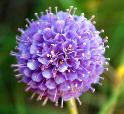 Devils Bit - Purple Scabious Wildflowers Hebrides