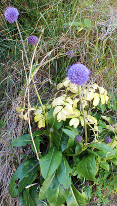 Hebrides Wildflowers - Devils Bit