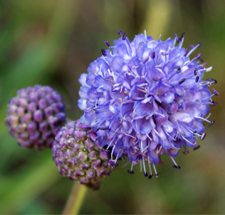 Devils Bit - Scabious
