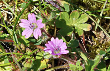 Doves Foot Cranesbill - Geranium - Wildflowers