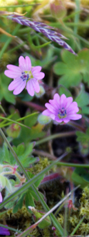 Geranium - Doves Foot Cranesbill