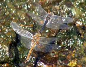 Black Darters Dragonfly