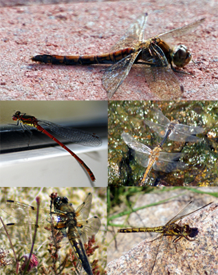Dragonflies - Damselflies - Western Isles