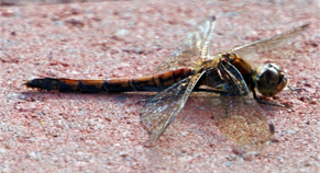 Highland Darter Dragonfly - Western Isles