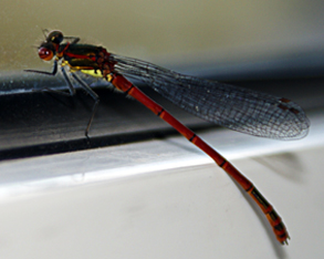 Large Red Damselfly