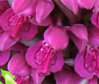 Flowers of Early March Orchid - Hebrides Flora