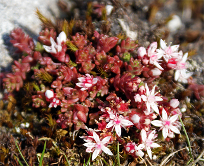 English  Stonecrop White Pink Wildflowers Western Isles