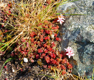 English Stonecrop - White Pink Wildflowers