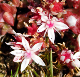 English Stonecrop