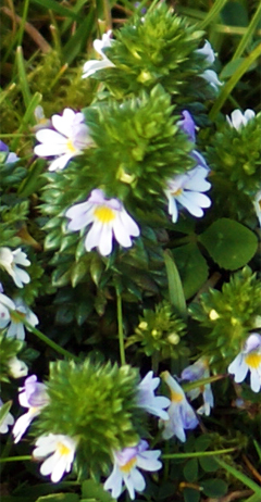 Daisy - Hebrides White Flowers - Yellow wiildflowers - Hebrides