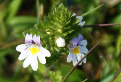 Eyebright - Wildflowers of the Hebrides