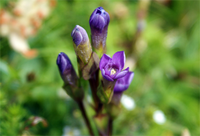 Field Gentians - Western Isles Wildflowers