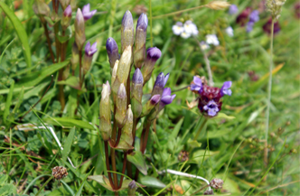Field Gentians  Hebrides Flowers