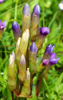 Purple Field Gentians - Wildflowers