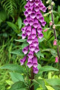 Foxgloves - Hebrides Wildflowers