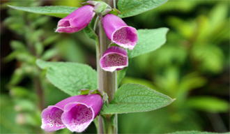 Foxgloves-  Hebrides Flowers