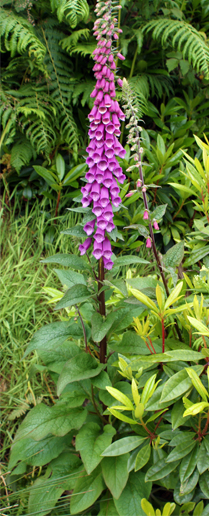 Tall Foxglove Plants - Wildflowers