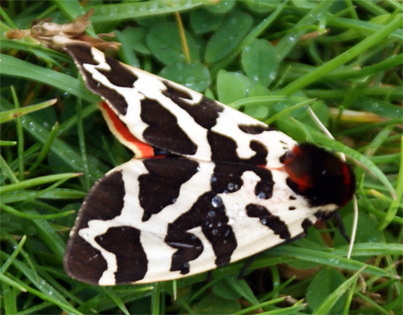 Western Isles Moths Garden Tiger Moth