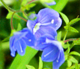 Germander Speedwell - Blue Wildflowers