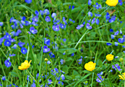 Germander Speedwell - Stornoway