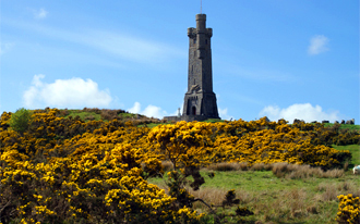 Gorse Around The Stornoway War Memorial -   Hebrides Flowers