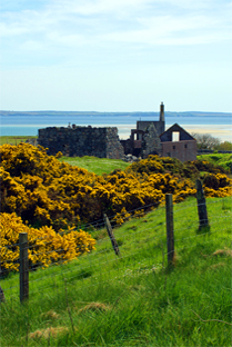 Gorse - Hebrides Wildflowers