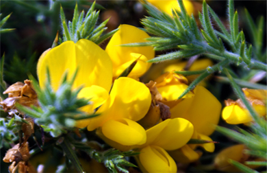 Gorse - Western Isles Wildflowers