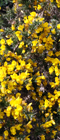 Yellow Wildflowers - Gorse - Hebrides Flora