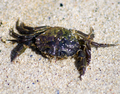 Green Crab - Western Isles