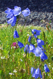 Blue Harebells - Hebrides Wildflowers