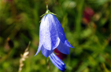 Harebells - Western Isles Wildflowers