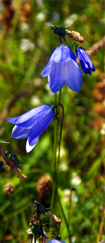 Blue - Purple  Wildflowers - Harebells - Hebrides Flora