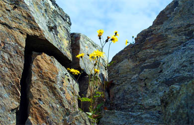 Hawkweed - Western Isles Wildflowers