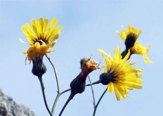 Yellow Wildflowers-Hawkweed