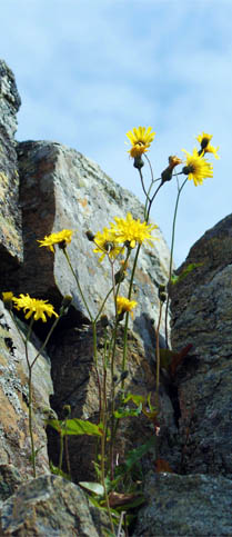 Hawkweed - Western Isles Yellow Wildflowers