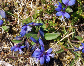 Common milkwort-leaves