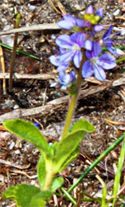 Heath Speedwell - Uig