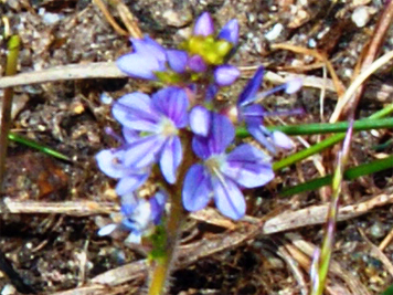 Heath  Speedwell - Blue Mauve Western Isles Wildflowers