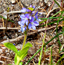 Germander Speedwell - Blue Wildflowers