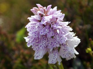 Heath Spotted Orchid - Hebrides Wildflowers