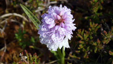 Heath Spooted Orchid - Tolsta Head