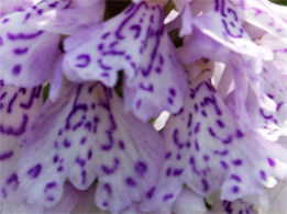 Petals of The Heath Spotted Orchid