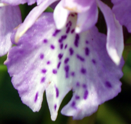 Petals of THe Heath Spotted Orchid