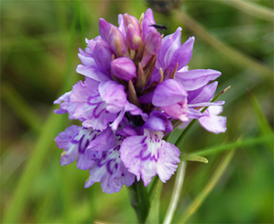 Heath Spooted Orchid - Tolsta Head