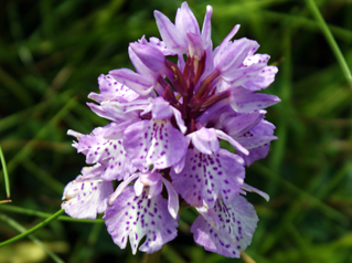 Heath Spotted Orchid - Hebrides Wildflowers