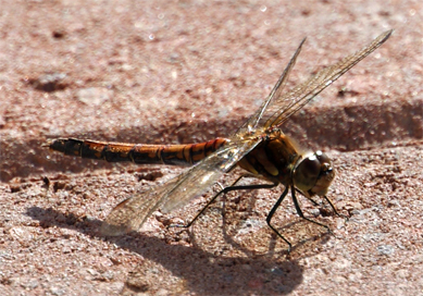 Highland Darter Dragonfly-Western Isles Insect Sightings