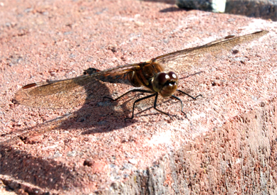 Highland Darter Dragonfly at Balallan - Isle of Lewis - Western Isles